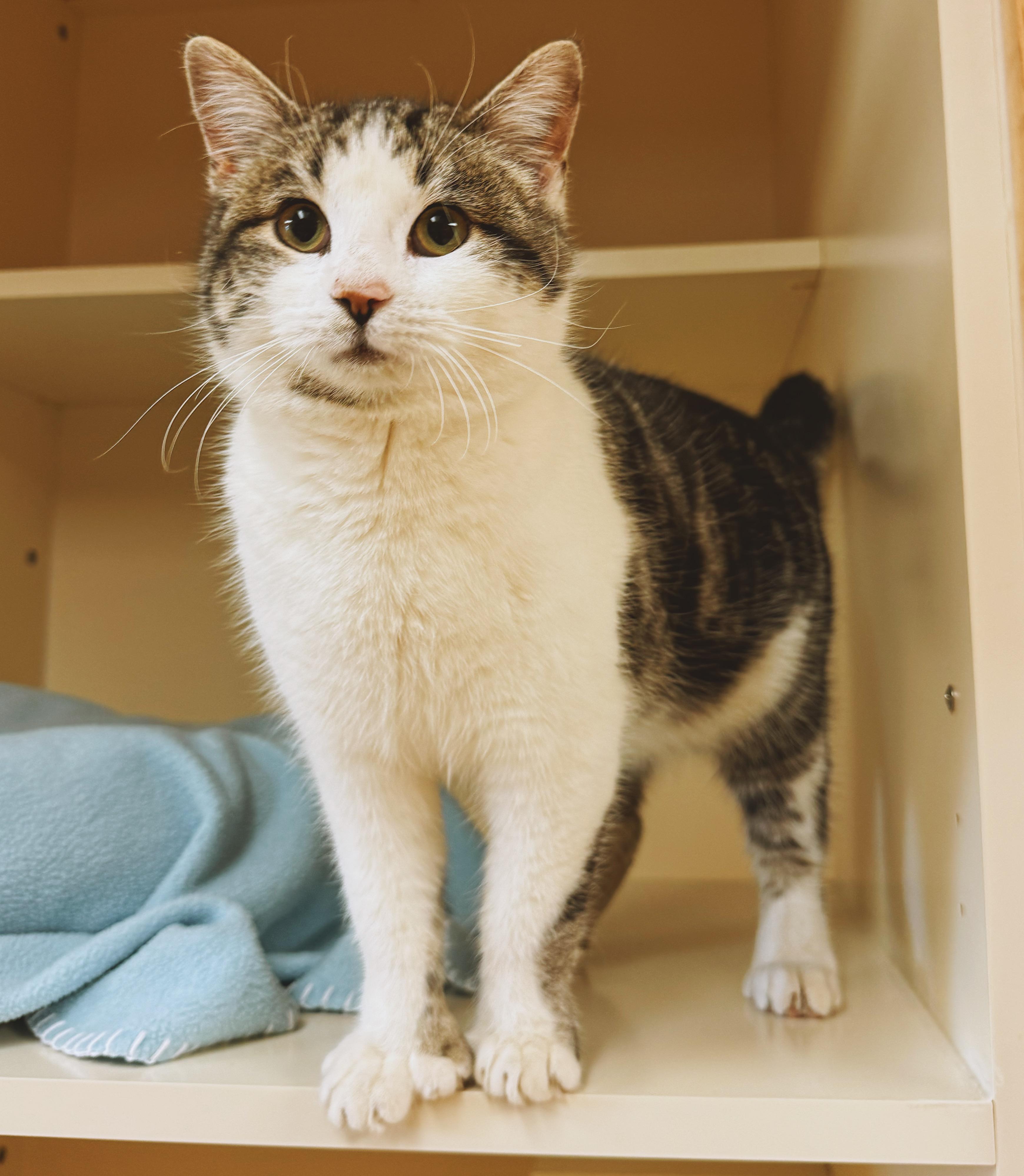 Enlarge Poppet, an adoptable Domestic Short Hair in Hays, KS image 1/6