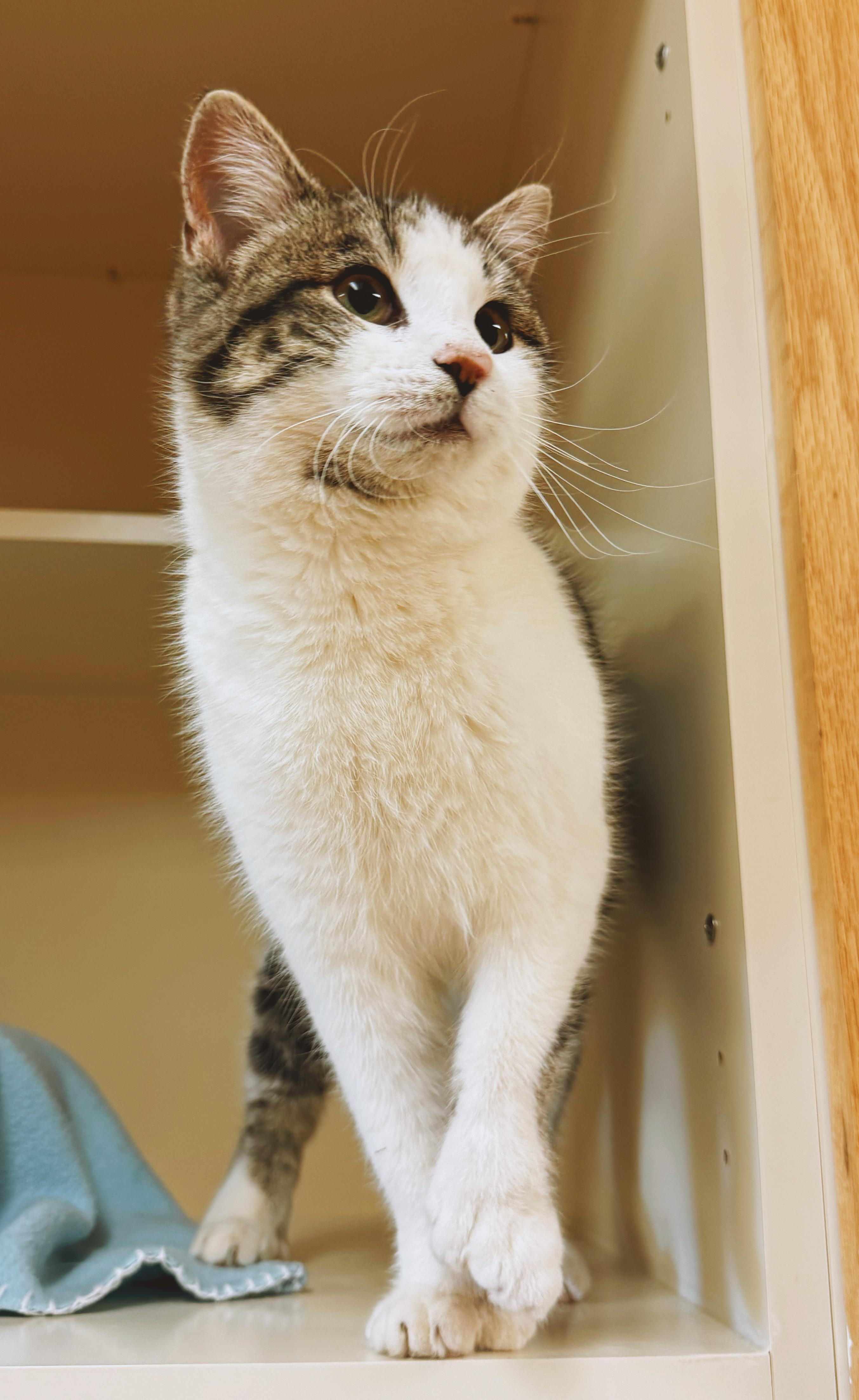 Enlarge Poppet, an adoptable Domestic Short Hair in Hays, KS image 6/6