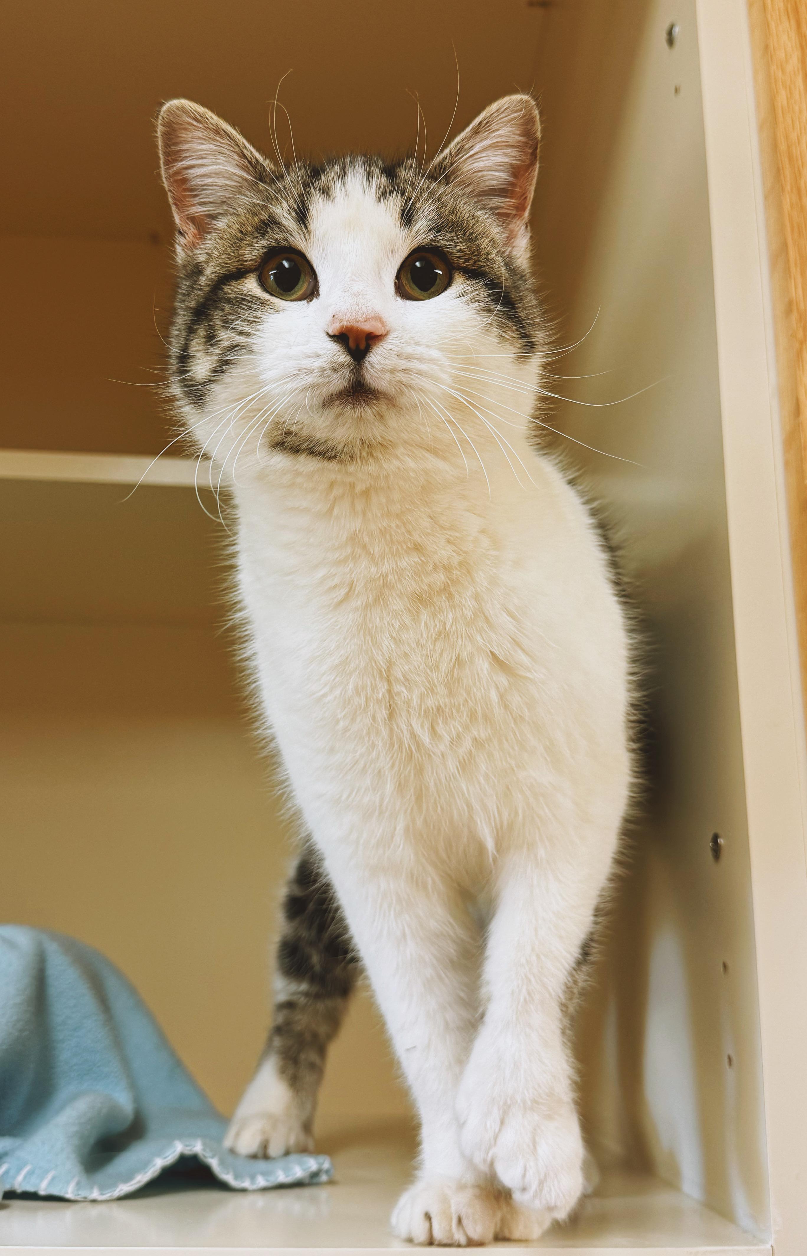 Enlarge Poppet, an adoptable Domestic Short Hair in Hays, KS image 4/6