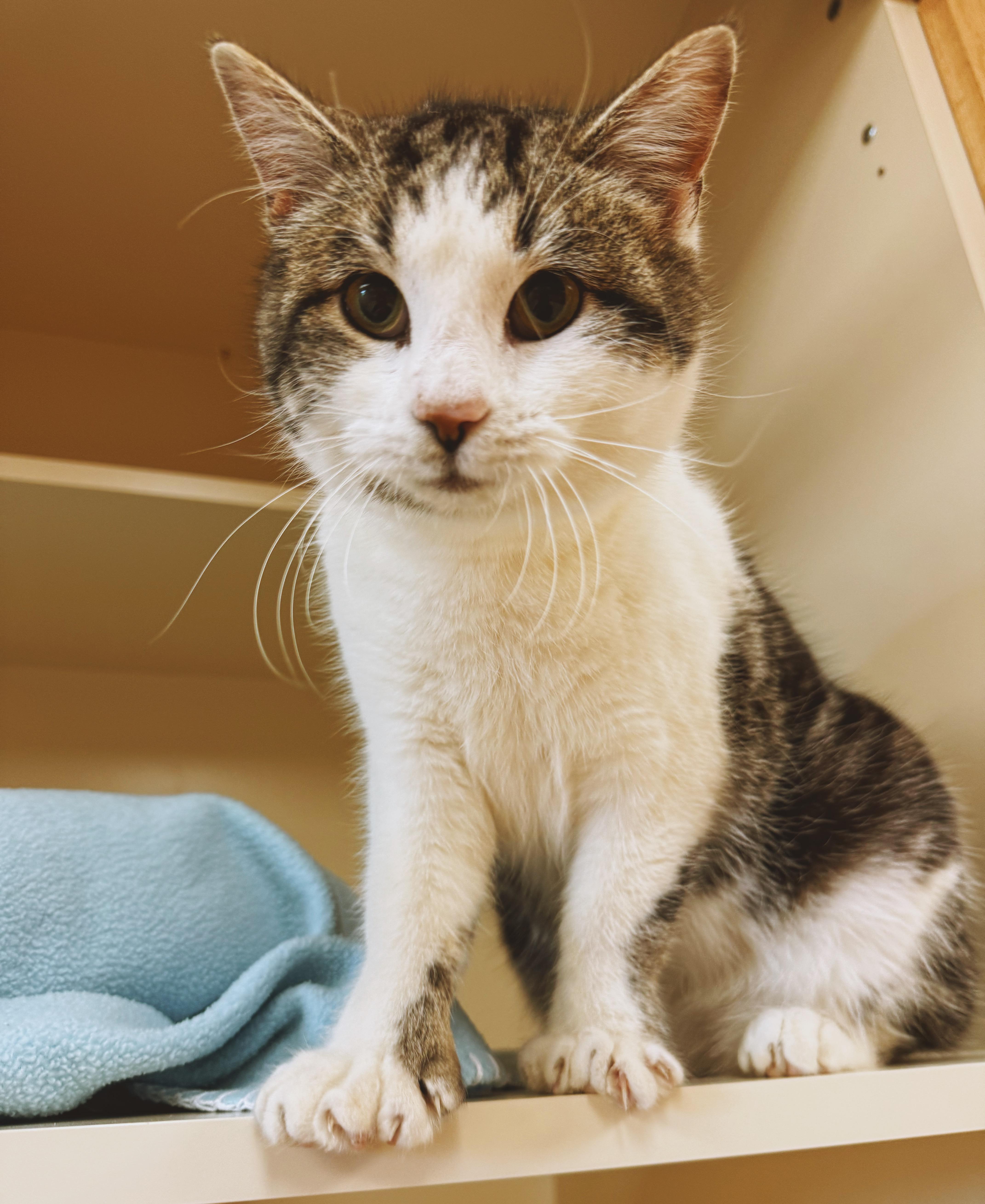 Enlarge Poppet, an adoptable Domestic Short Hair in Hays, KS image 2/6