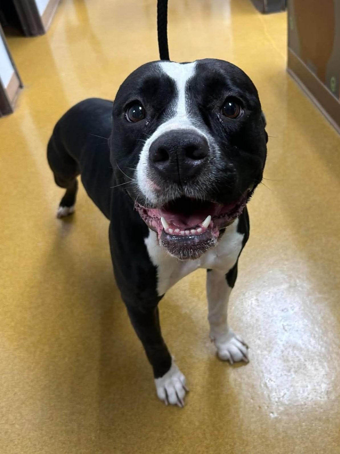 Enlarge Willow, a Adoptable mixed breed in Maryville, MO image 2/4