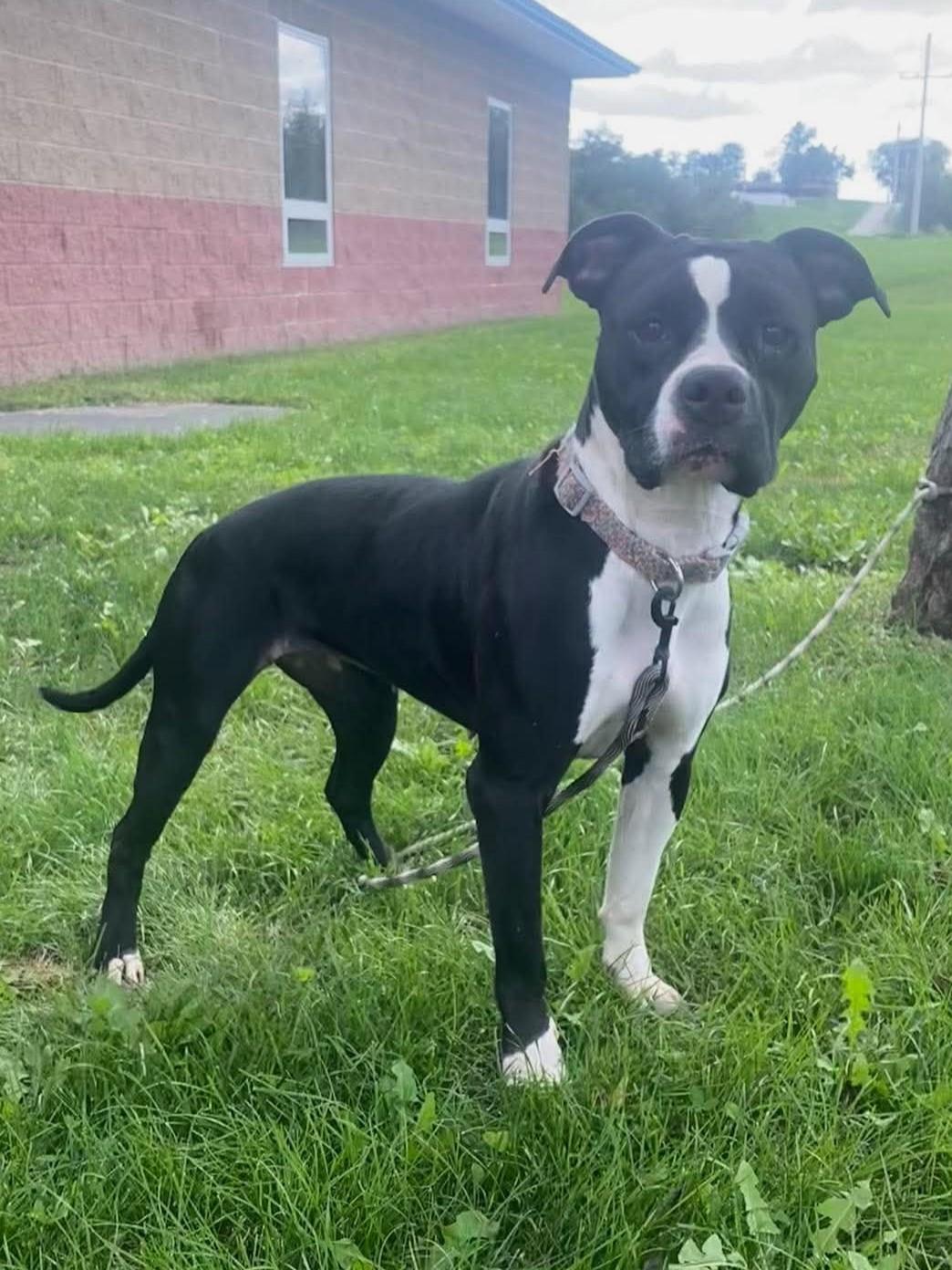 Willow, Adoptable, Adult Female Pit Bull Terrier.