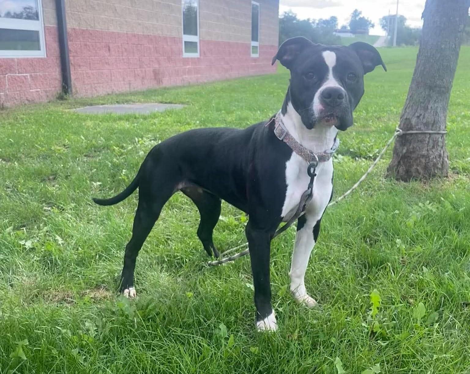 Enlarge Willow, a Adoptable mixed breed in Maryville, MO image 4/4