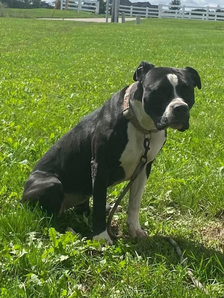 Enlarge Willow, a Adoptable mixed breed in Maryville, MO image 3/4