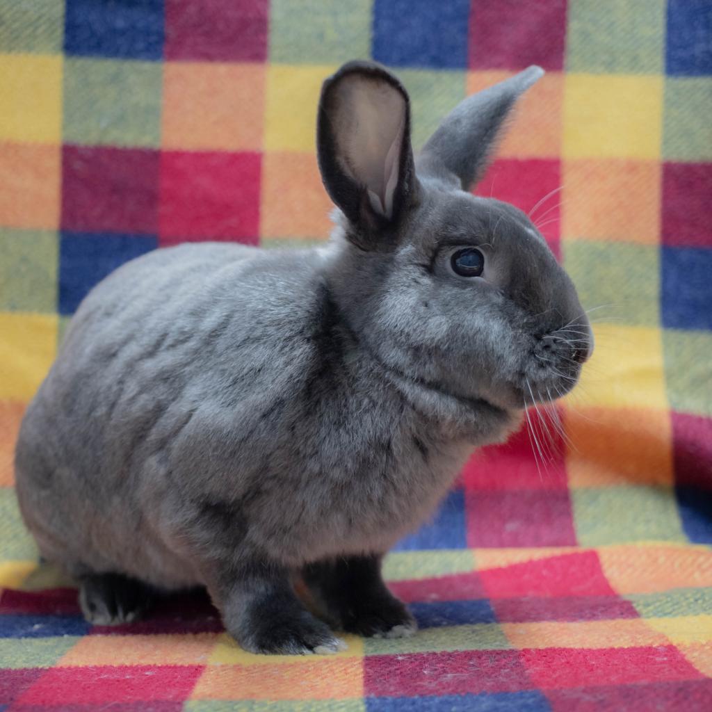 Enlarge Friday (bonded to Frida), a Adoptable mixed breed in San Diego, CA image 1/6