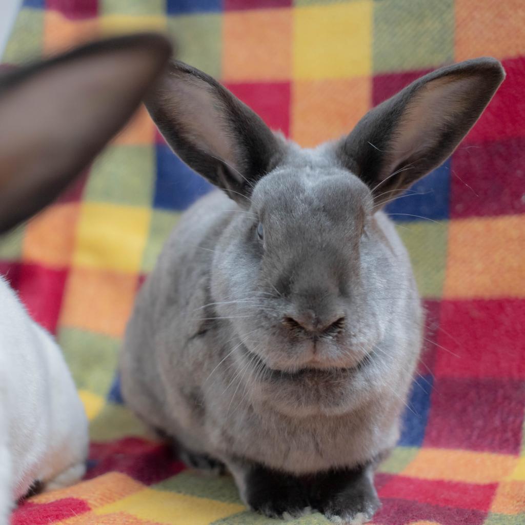 Enlarge Friday (bonded to Frida), a Adoptable mixed breed in San Diego, CA image 2/6