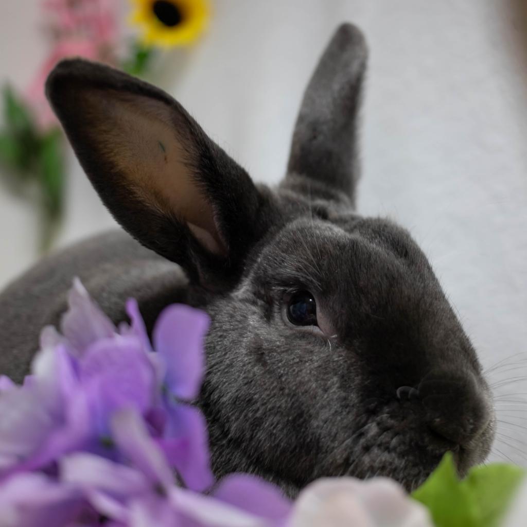 Enlarge Friday (bonded to Frida), a Adoptable mixed breed in San Diego, CA image 3/6