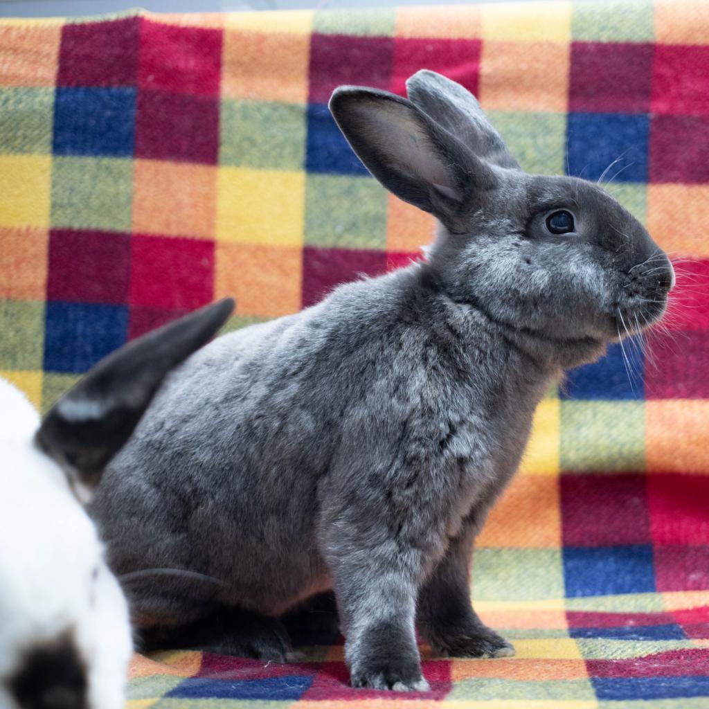 Enlarge Friday (bonded to Frida), a Adoptable mixed breed in San Diego, CA image 4/6