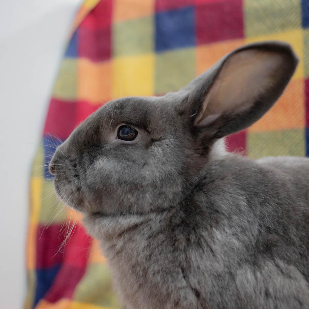 Enlarge Friday (bonded to Frida), a Adoptable mixed breed in San Diego, CA image 5/6