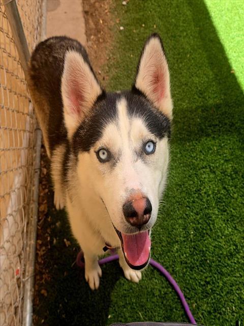 ALBERT, Adoptable, Young Male Husky.