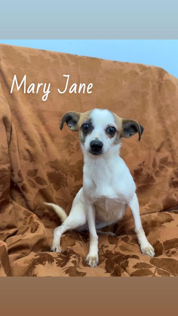 Enlarge Mary Jane, a Adopted Chihuahua in Cambridge, MD image 1/1