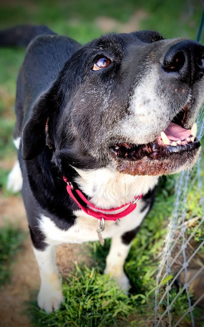 CALLAHAN, Senior Male unknown