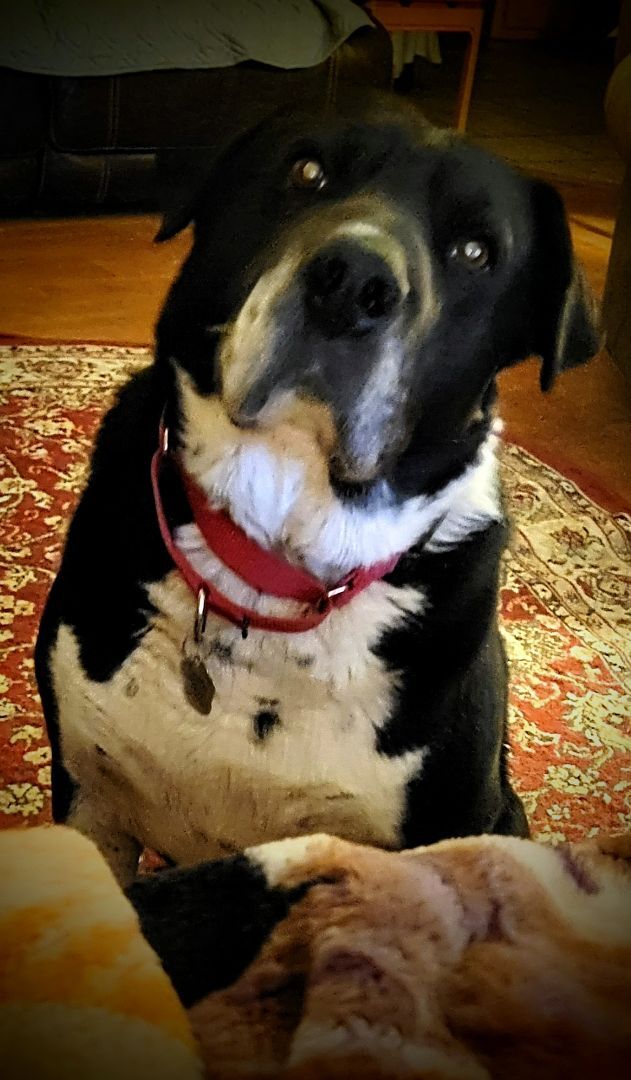 CALLAHAN photo 2
