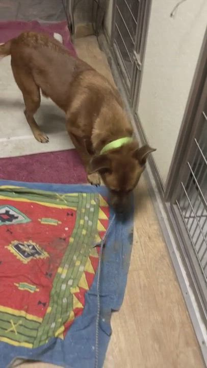 Enlarge Maxie, a Adopted mixed breed in Novelty, OH video 1/6