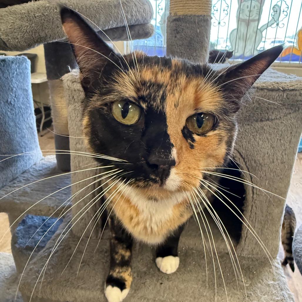 Gemma, Adoptable, Senior Female Domestic Short Hair.