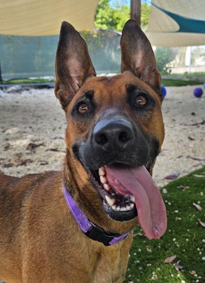 Enlarge Luna, a ADOPTABLE mixed breed in Marathon , FL image 1/1