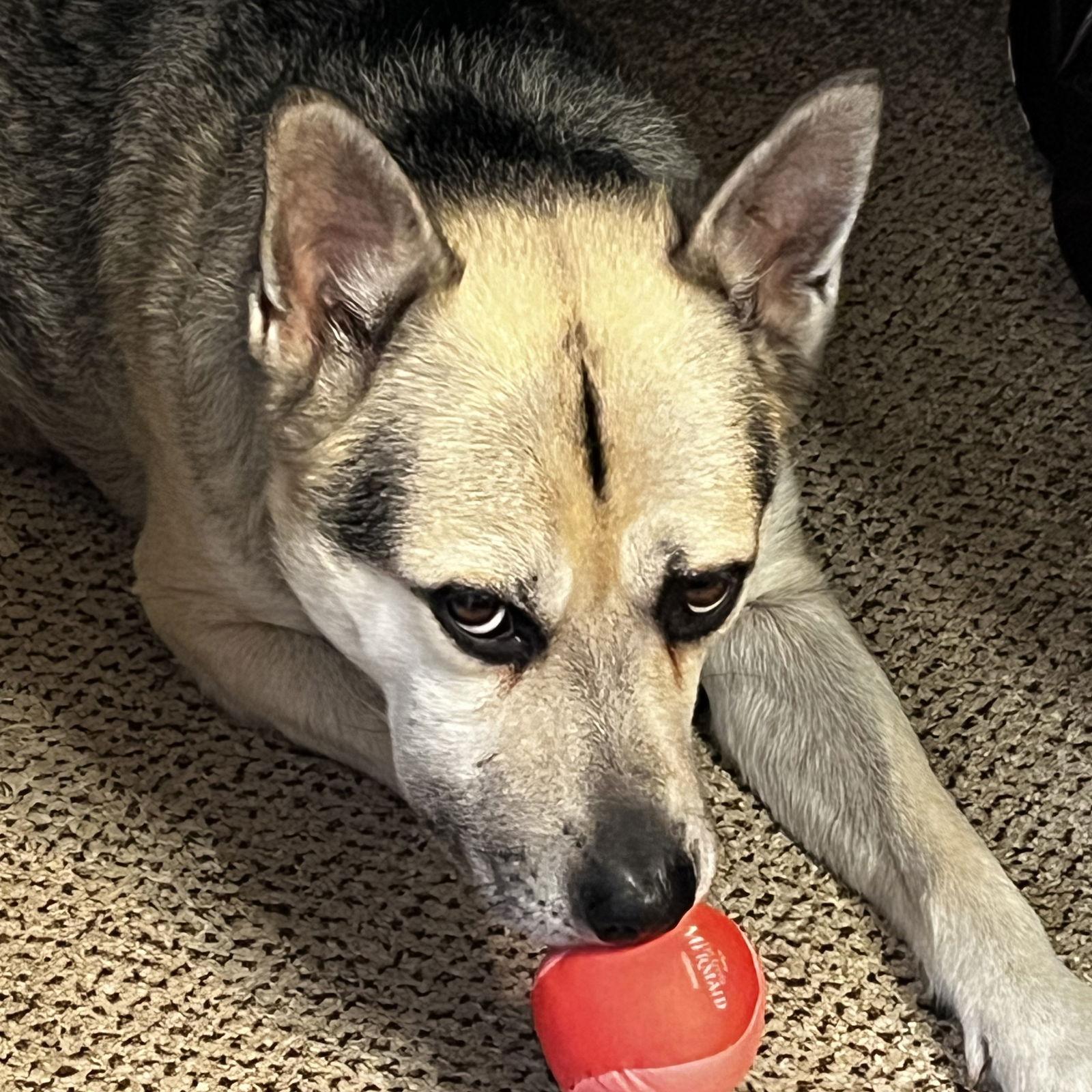 Crypt, a Adoptable Husky in Fargo, ND image 1/3