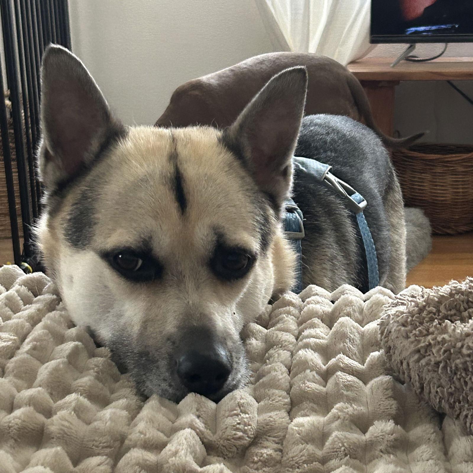 Crypt, a Adoptable Husky in Fargo, ND image 2/3