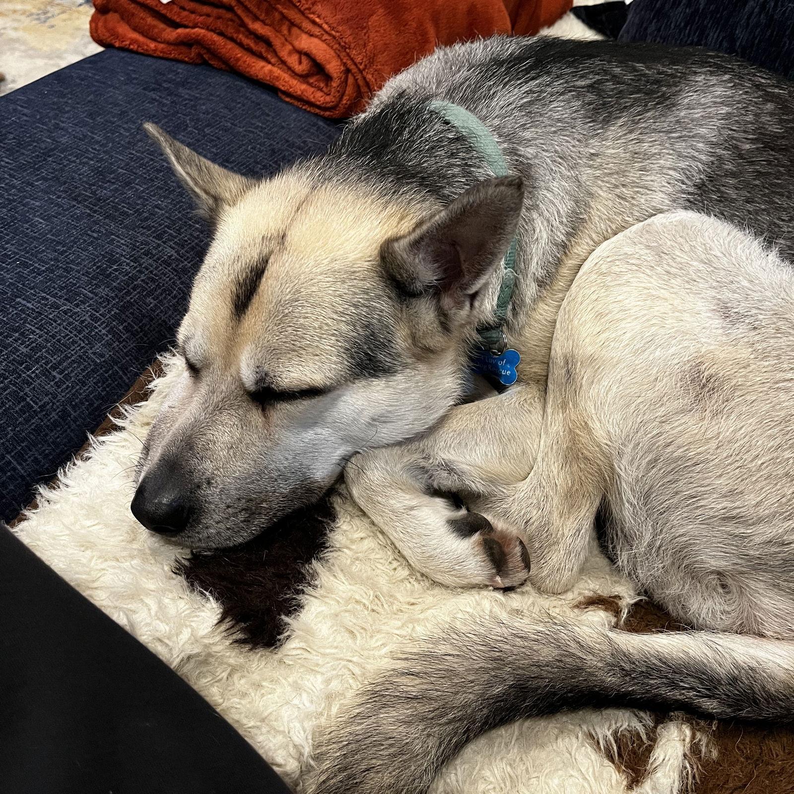 Crypt, a Adoptable Husky in Fargo, ND image 3/3