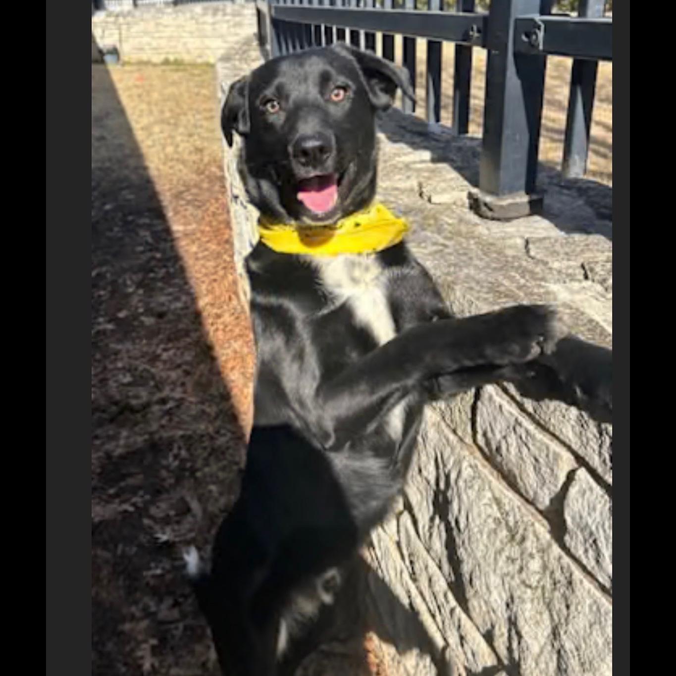 Morley, ADOPTABLE, Adult Male Black Labrador Retriever.
