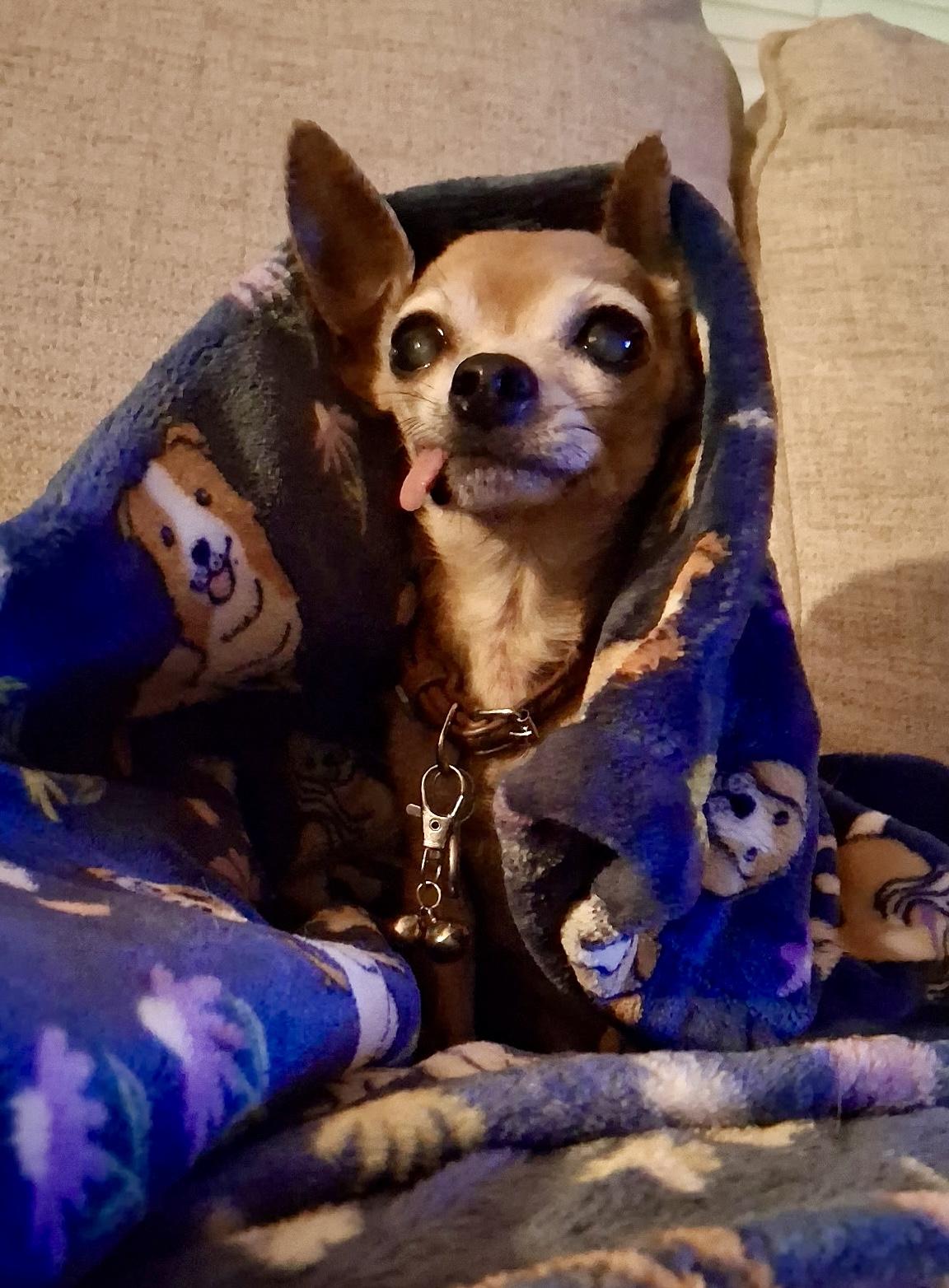 Millie, Adopted, Senior Female Chihuahua.