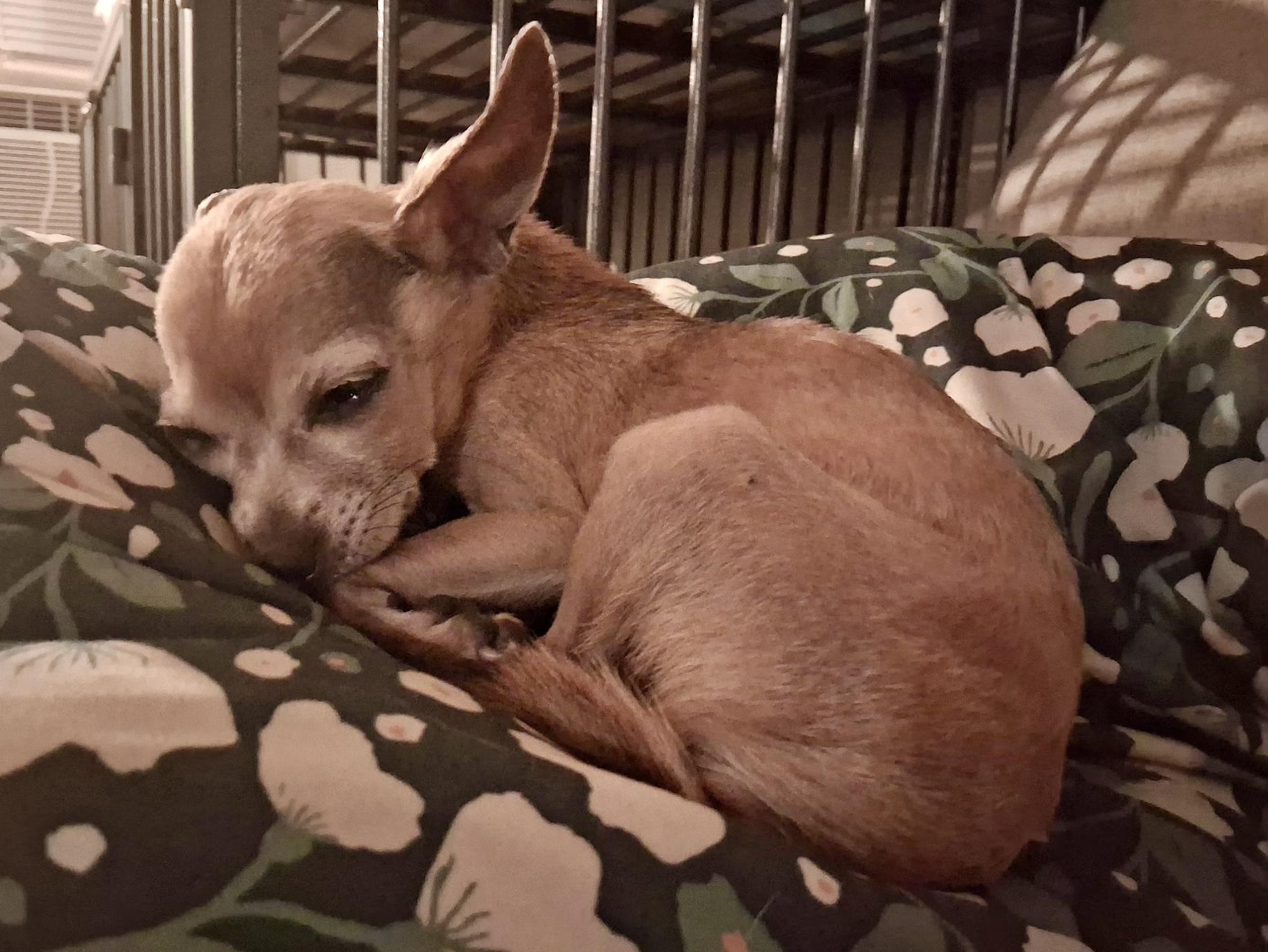 Enlarge Millie, a Adopted Chihuahua in Cleveland, OH image 4/4