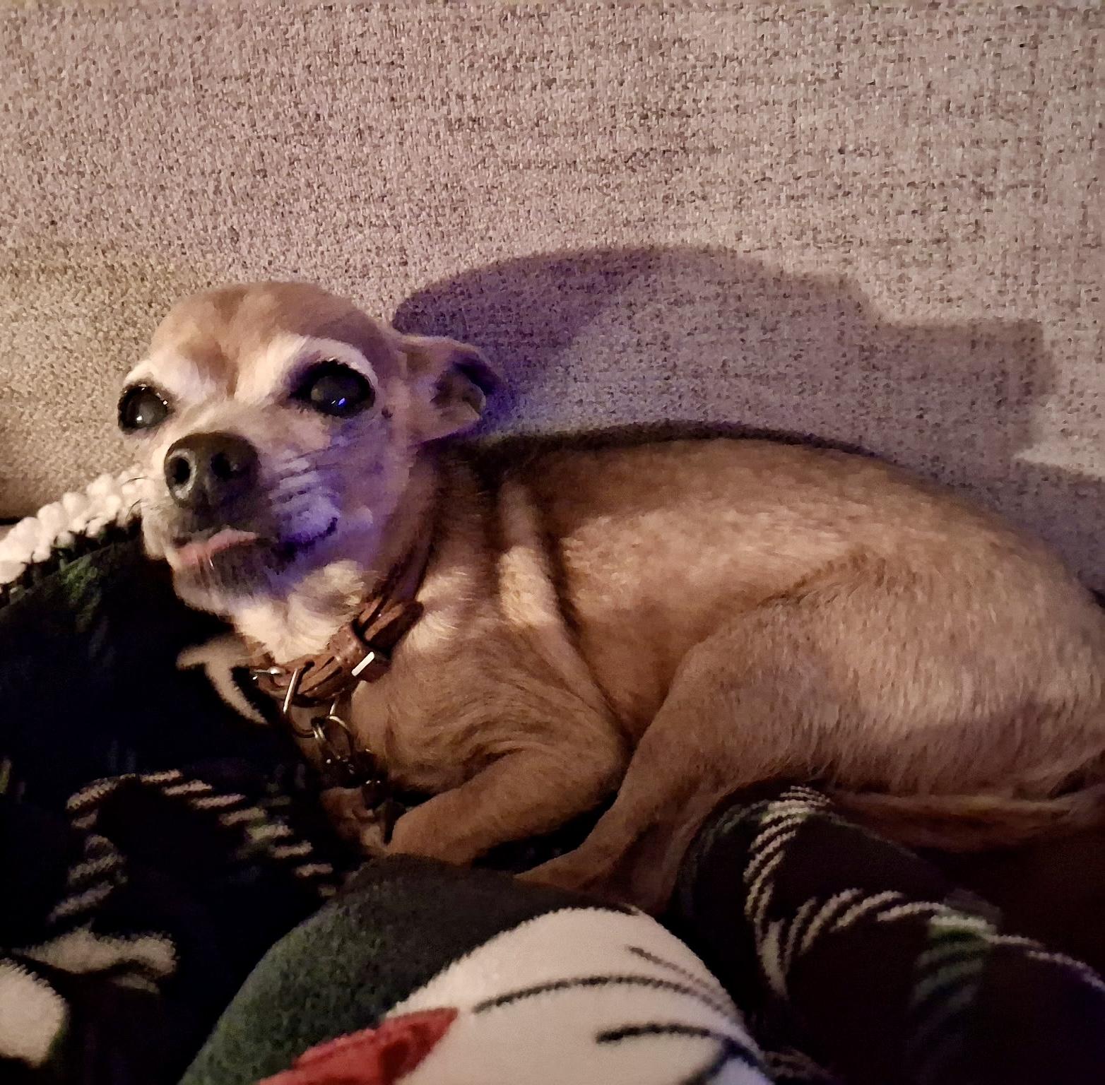 Enlarge Millie, a Adopted Chihuahua in Cleveland, OH image 2/4