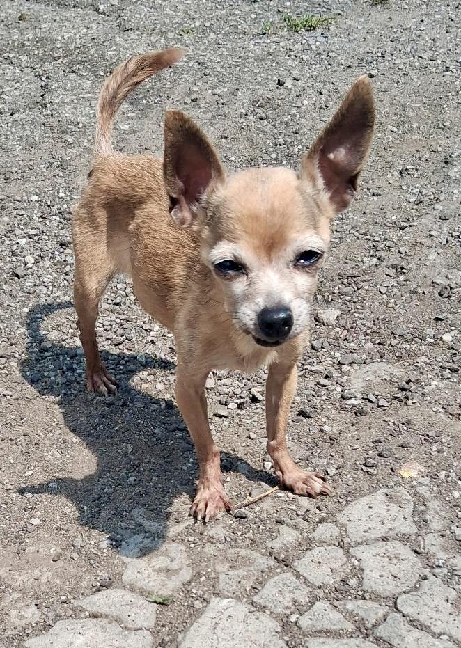 Enlarge Millie, a Adopted Chihuahua in Cleveland, OH image 3/4