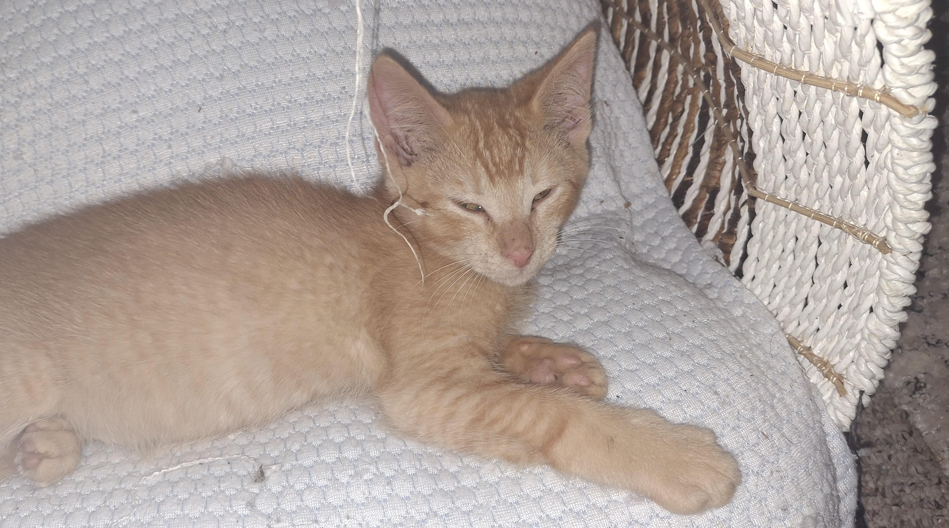 Enlarge Nacho, a Adoptable Tabby in Lawrenceville, GA image 1/1