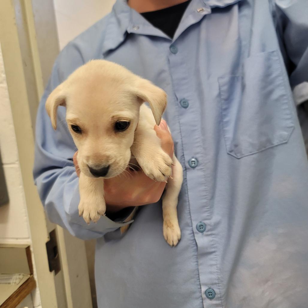 Shawn, ADOPTABLE, Puppy Male Mixed Breed.