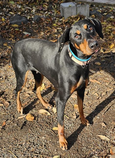 Juliet, Adoptable, Adult Female Doberman Pinscher.