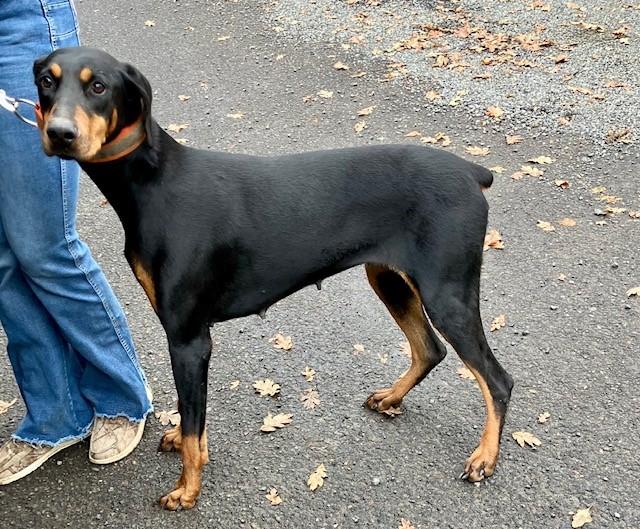 Juliet, a Adoptable Doberman Pinscher in Phoenix, OR image 2/2