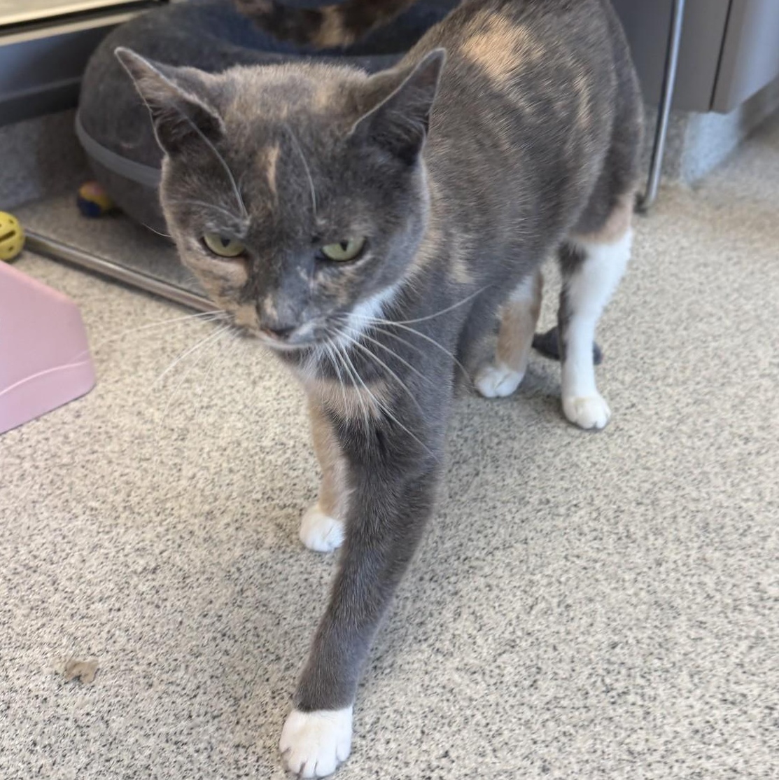 Enlarge Roxy, a ADOPTABLE Domestic Short Hair in Cooperstown, NY image 3/4