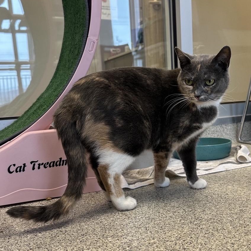 Enlarge Roxy, a ADOPTABLE Domestic Short Hair in Cooperstown, NY image 1/4