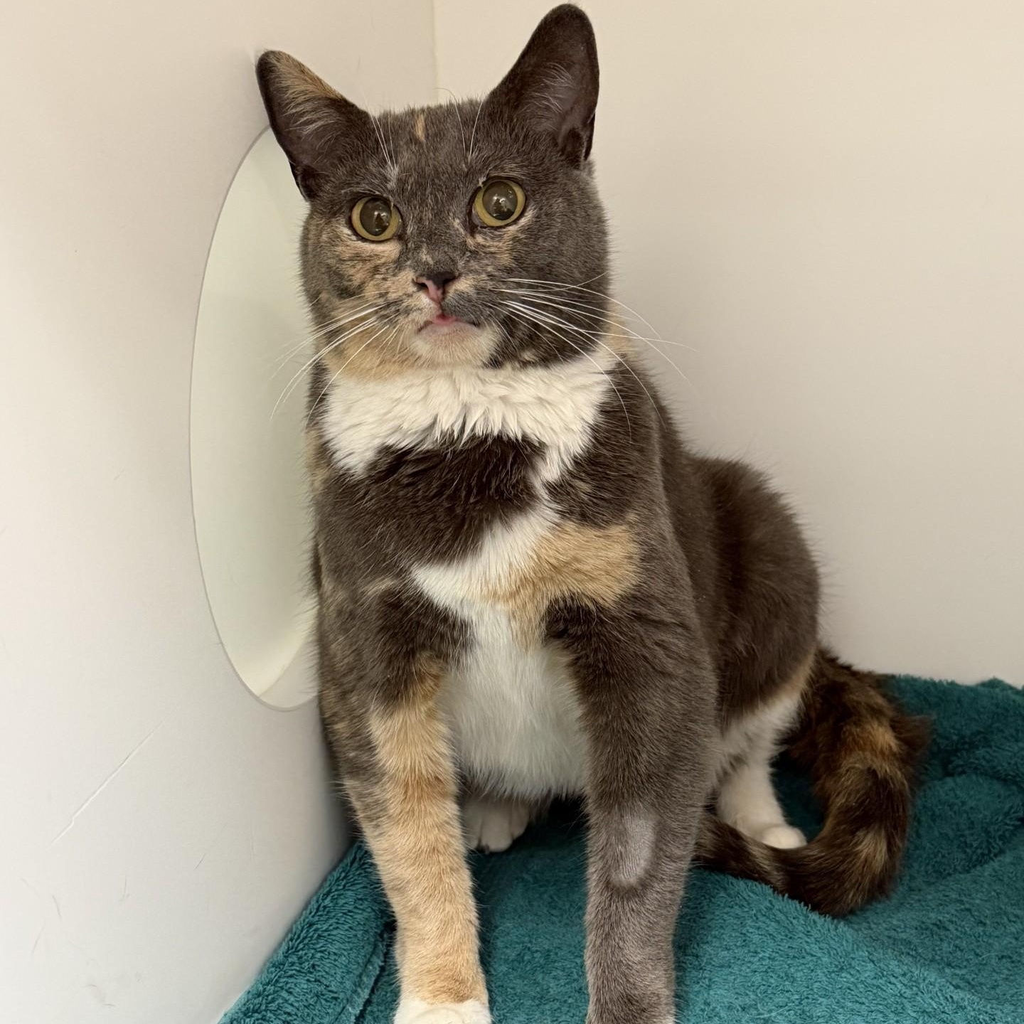 Roxy, ADOPTABLE, Young Female Domestic Short Hair.