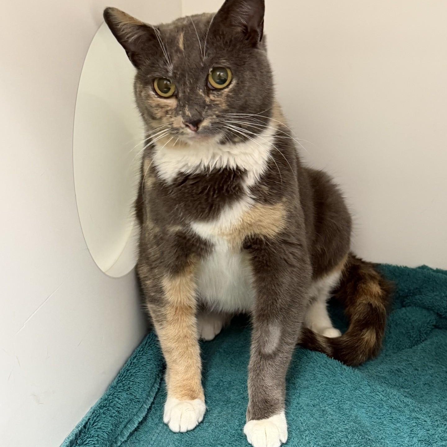 Enlarge Roxy, a ADOPTABLE Domestic Short Hair in Cooperstown, NY image 2/2