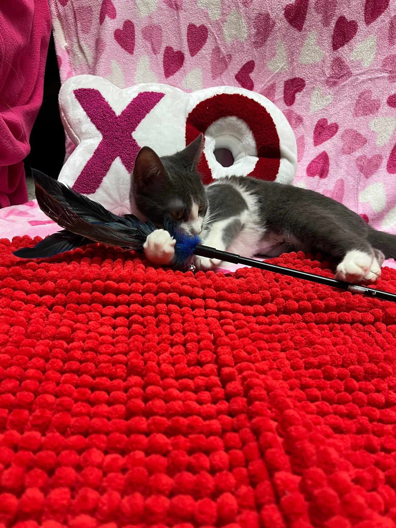 Princess Clara, a Adoptable Domestic Short Hair in Saint Charles, MO image 2/3