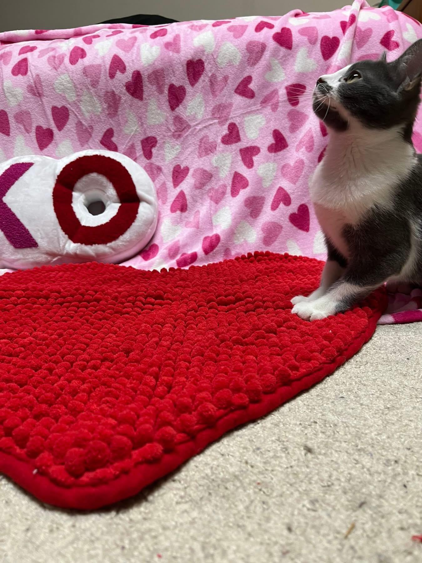 Princess Clara, a Adoptable Domestic Short Hair in Saint Charles, MO image 3/3