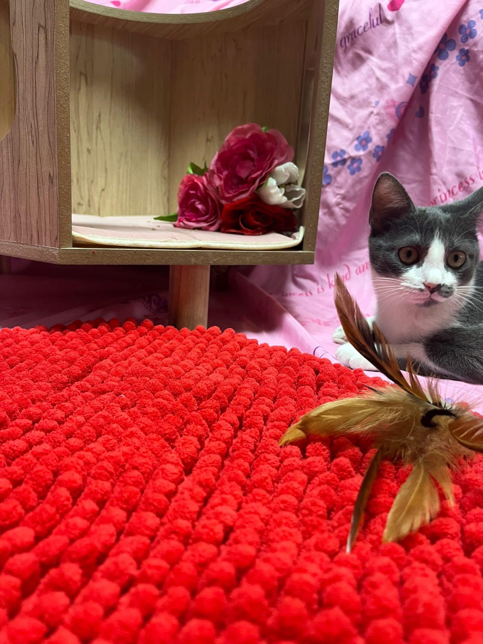 Princess Clara, Adoptable, Kitten Female Domestic Short Hair.