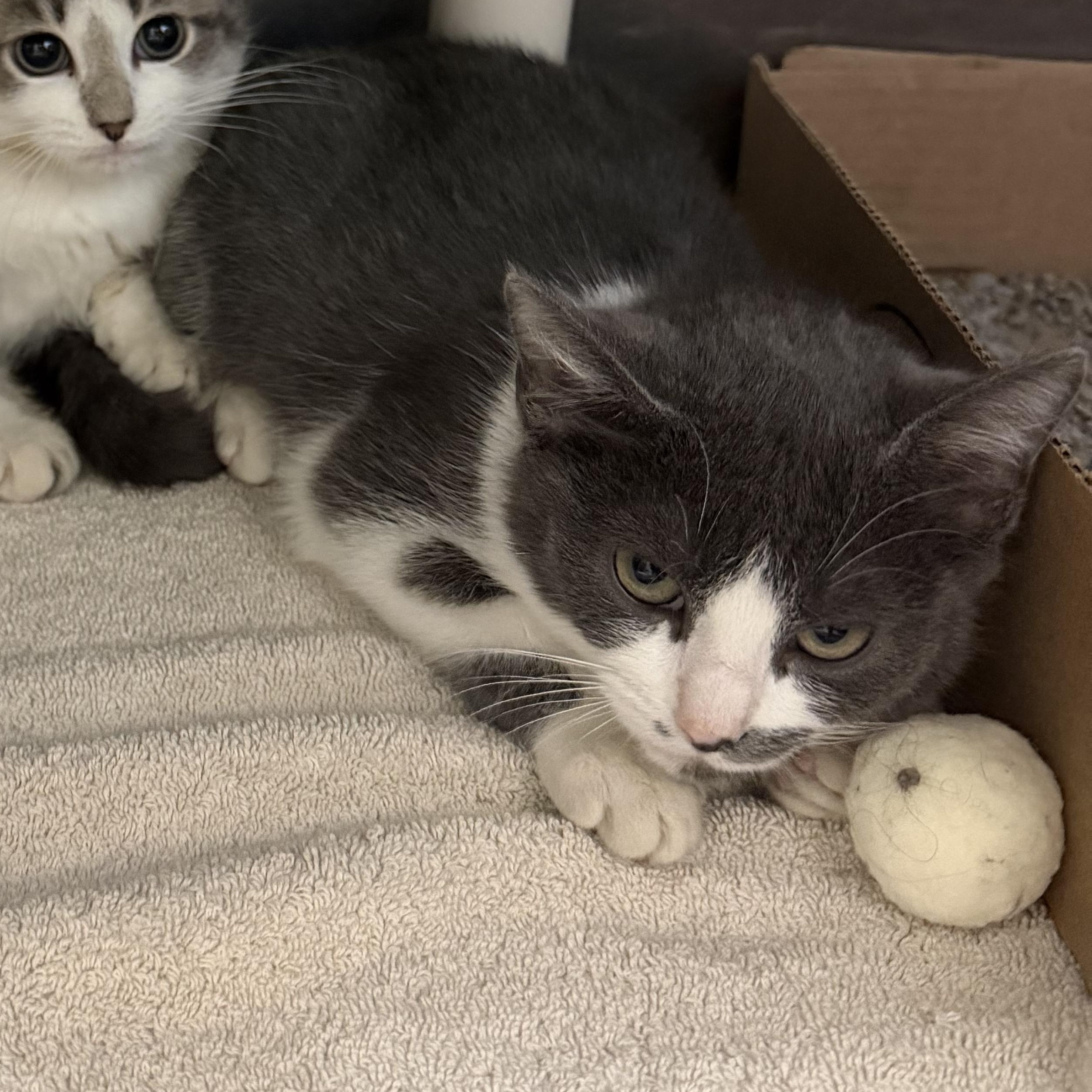 Princess Clara, Adoptable, Young Female Domestic Short Hair.