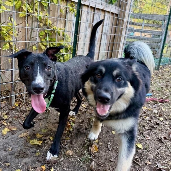 Wiggles the Good Vibes Only Guy