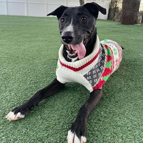 Wiggles the Good Vibes Only Guy — thumbnail 2