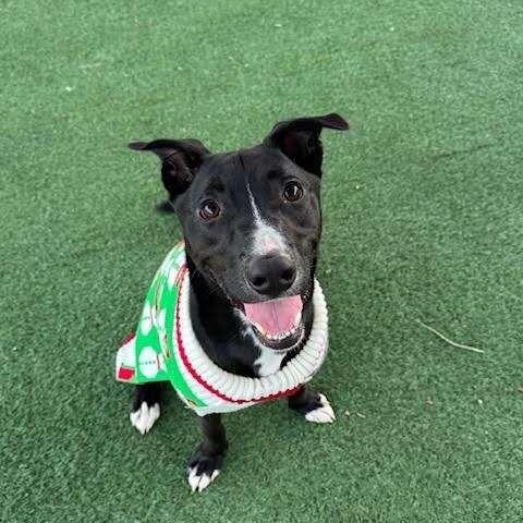 Wiggles the Good Vibes Only Guy — thumbnail 4