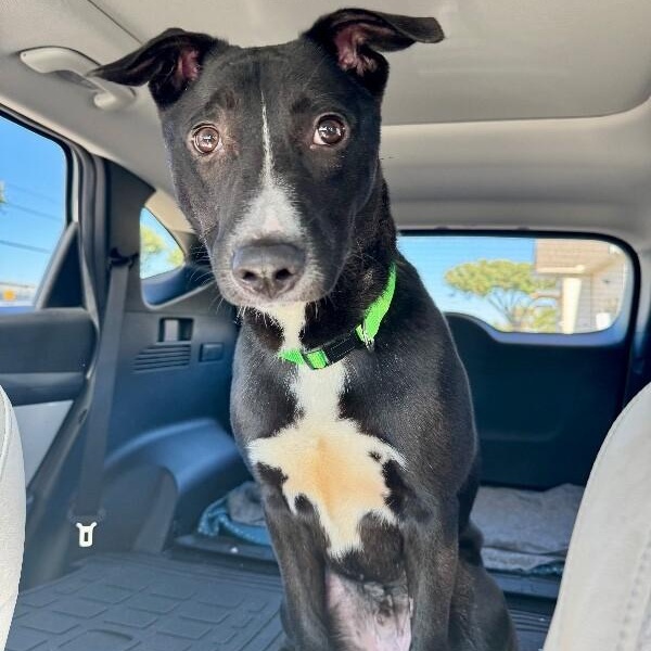 Wiggles the Good Vibes Only Guy — thumbnail 5