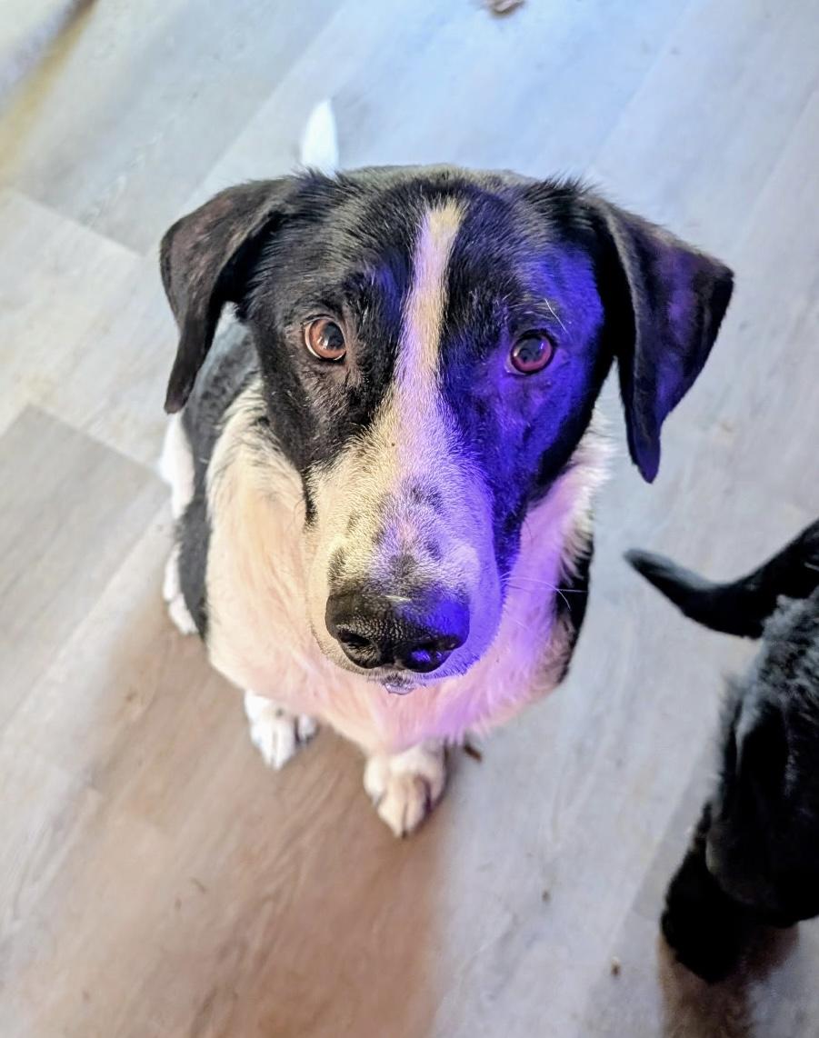 Romeo, Adoptable, Adult Male Border Collie & Labrador Retriever.