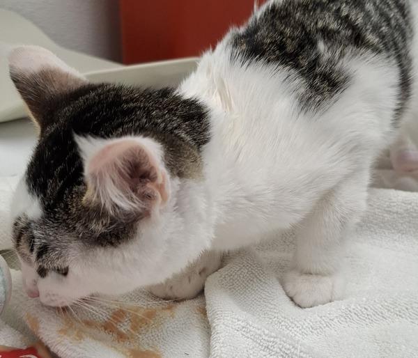 Little John - Bonded W/ Haven, Adoptable, Kitten Male Domestic Short Hair.