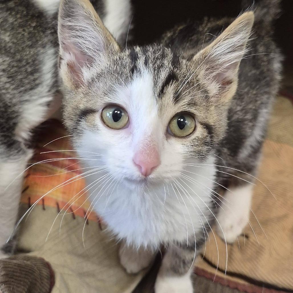 O the Owl, Adoptable, Kitten Male Domestic Short Hair.