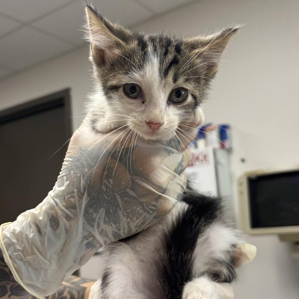 Enlarge O the Owl, a Adoptable Domestic Short Hair in Cleveland, MS image 2/2