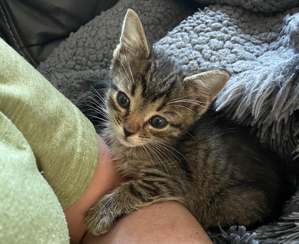 Enlarge Jaq, a Adoptable mixed breed in Newaygo, MI image 1/3
