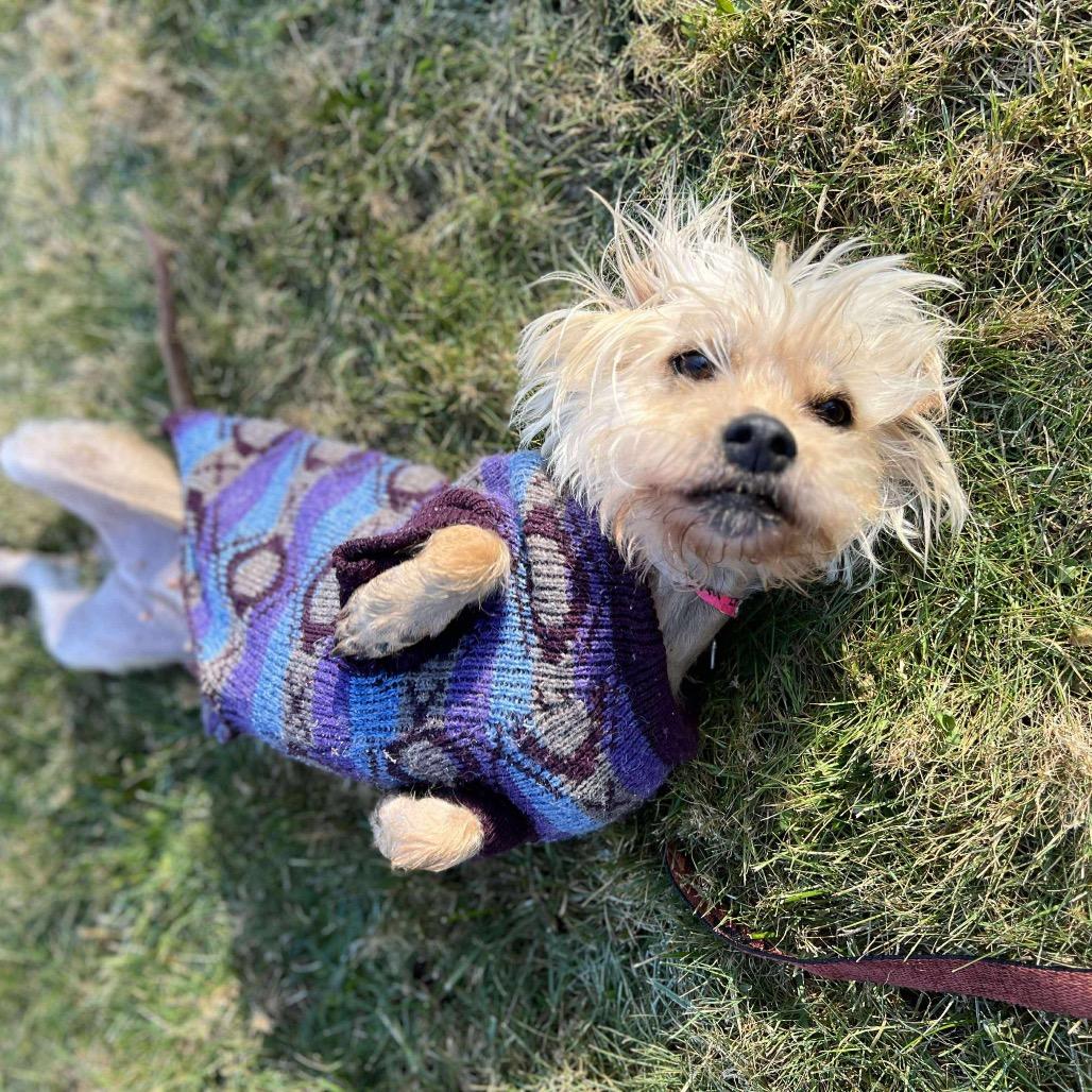 Lena, a Adoptable mixed breed in Griswold, CT image 1/6